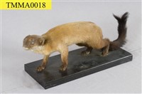 Formosan Yellow-throated Marten Collection Image, Figure 1, Total 12 Figures